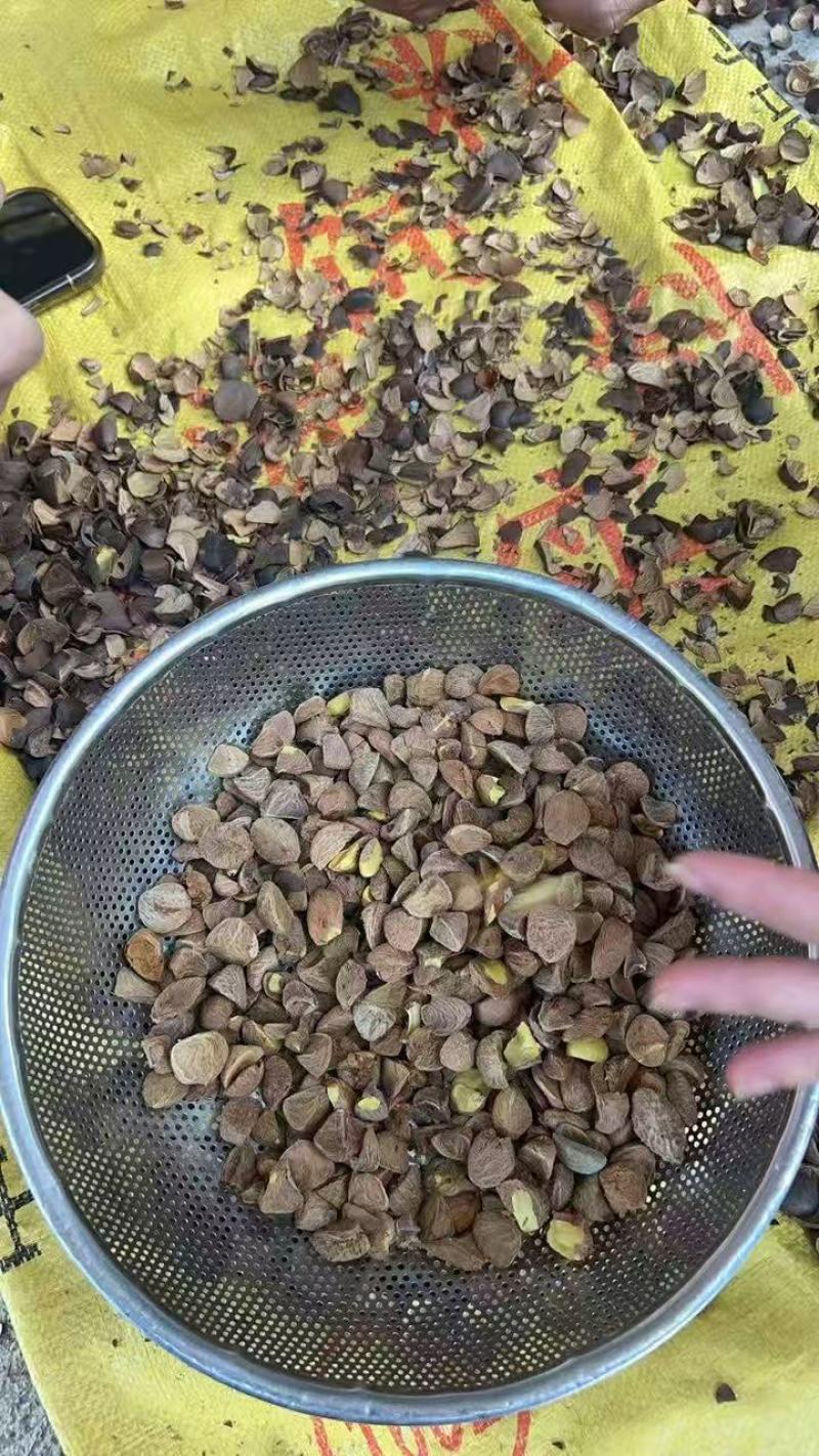 茶油果，有几十吨现货，有实力的老板来撩，没有实力勿扰！
