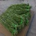 云南贡菜干产地直供保质保量对接全国量大优惠