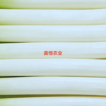 南阳嘉恒农业钢葱上市招商5000亩优质钢葱批量上市