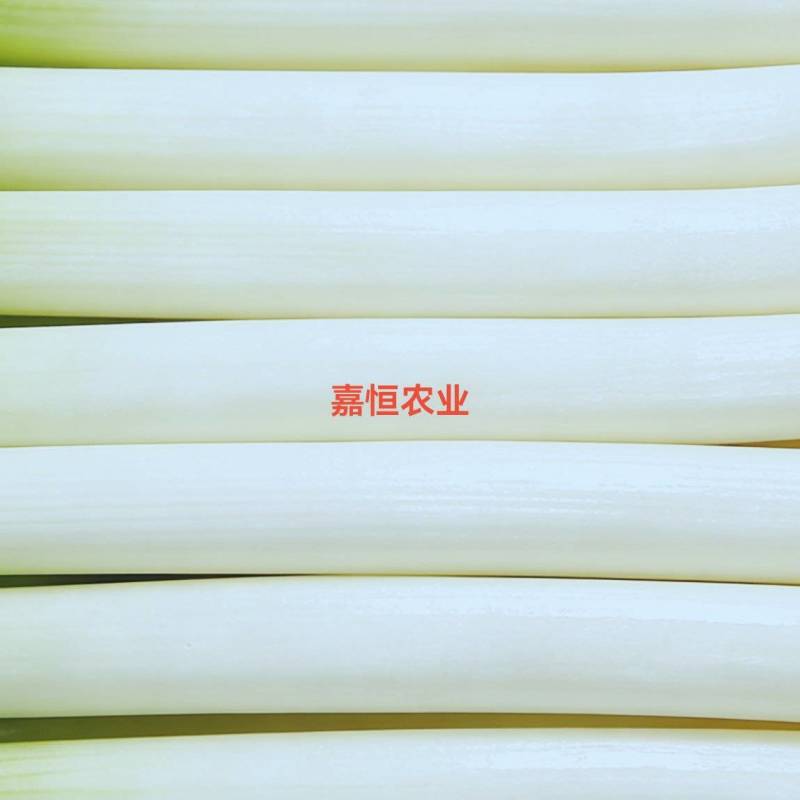 南阳嘉恒农业钢葱上市招商5000亩优质钢葱批量上市