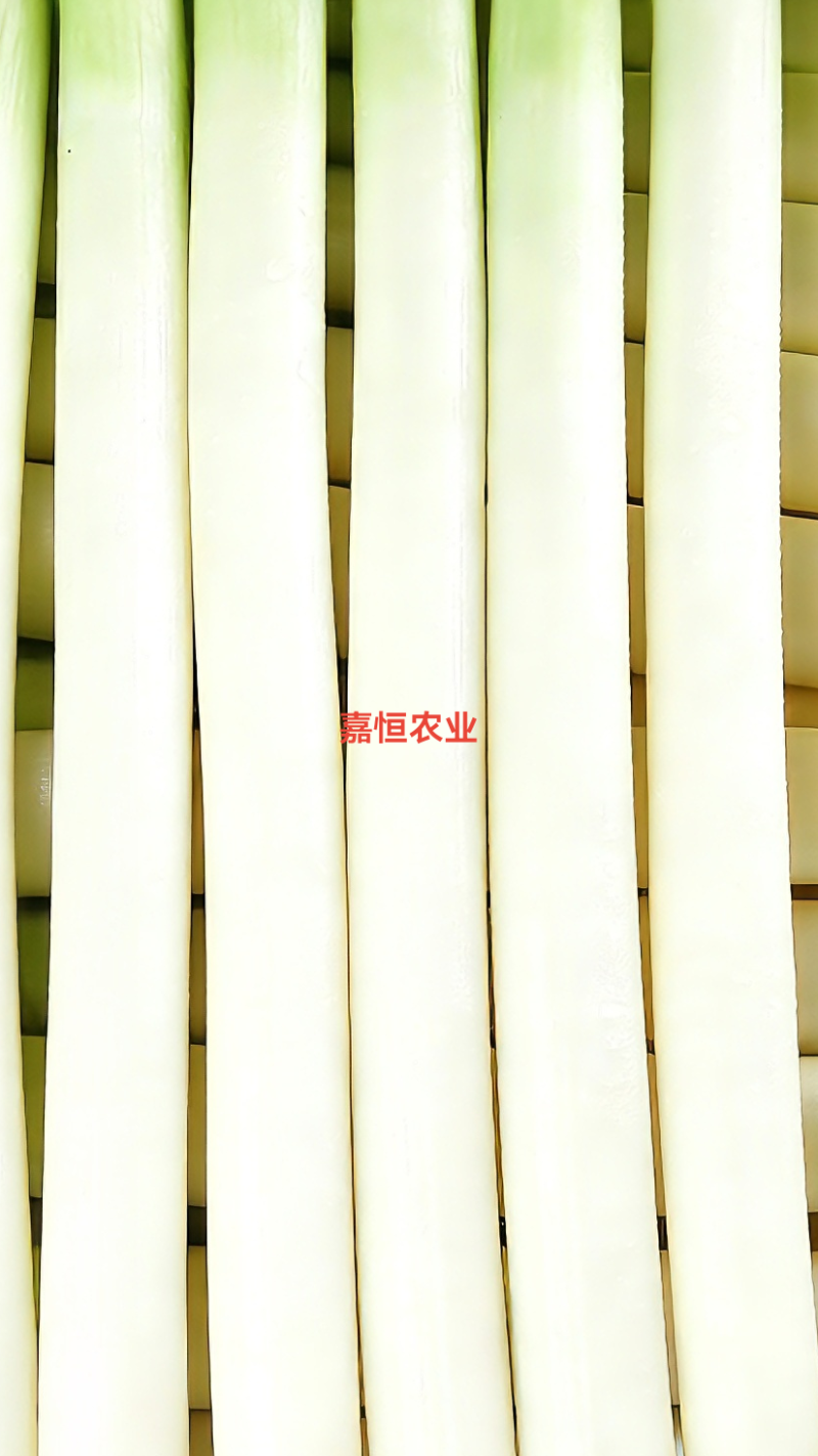 南阳嘉恒农业钢葱上市招商5000亩优质钢葱批量上市