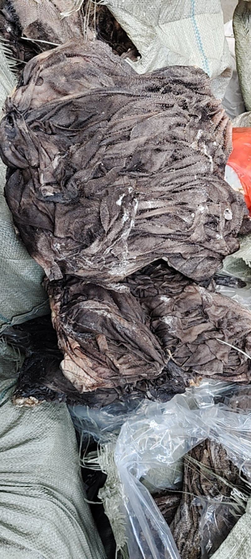 鲜毛肚