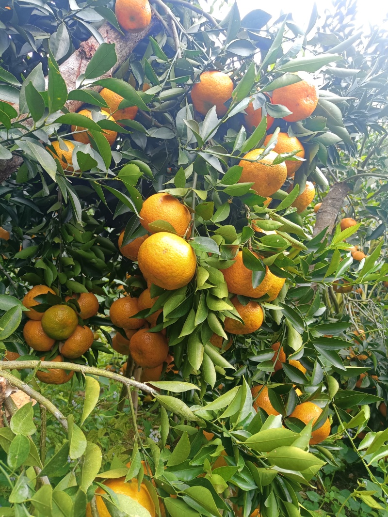 陈皮