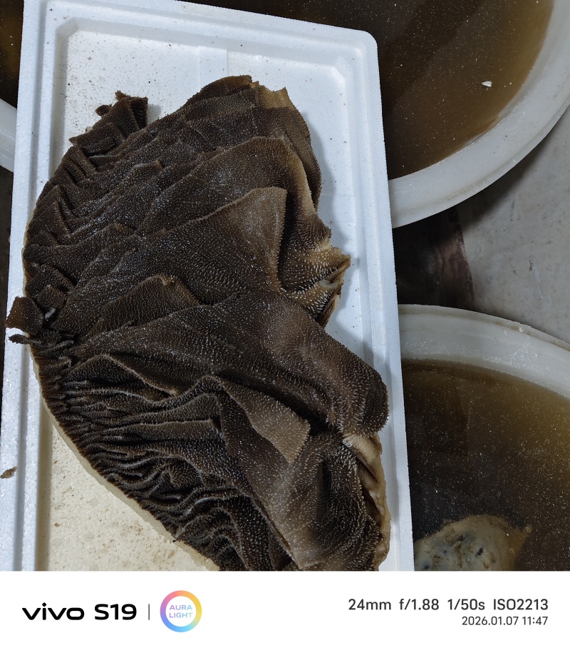 精品黑毛肚厚实爽脆***产地直发，量大从优