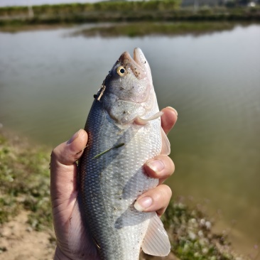 大口黑鲈