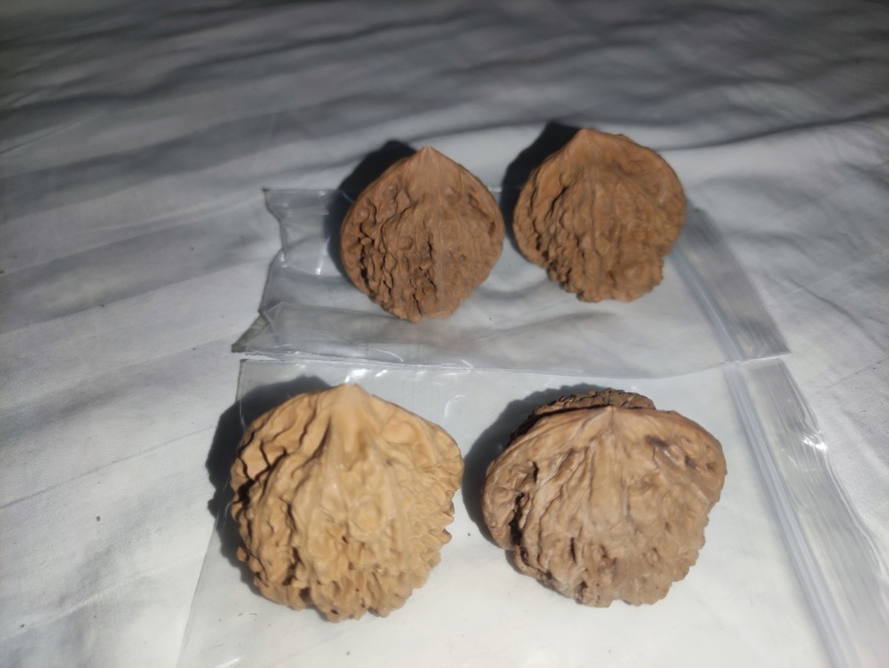 保定涞水文玩核桃批发、零售；改良，嫁接文玩核项目承接。