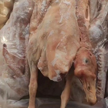 红头雁鹅