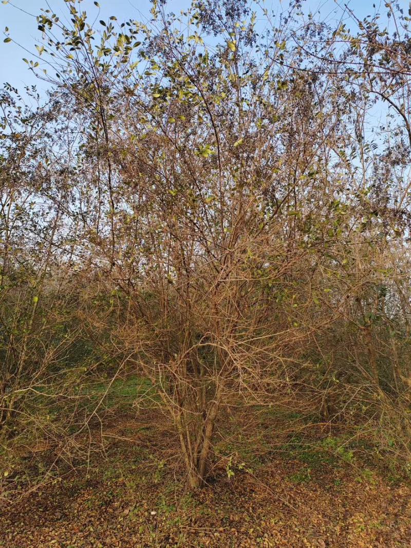 丛生小叶女贞毛胚