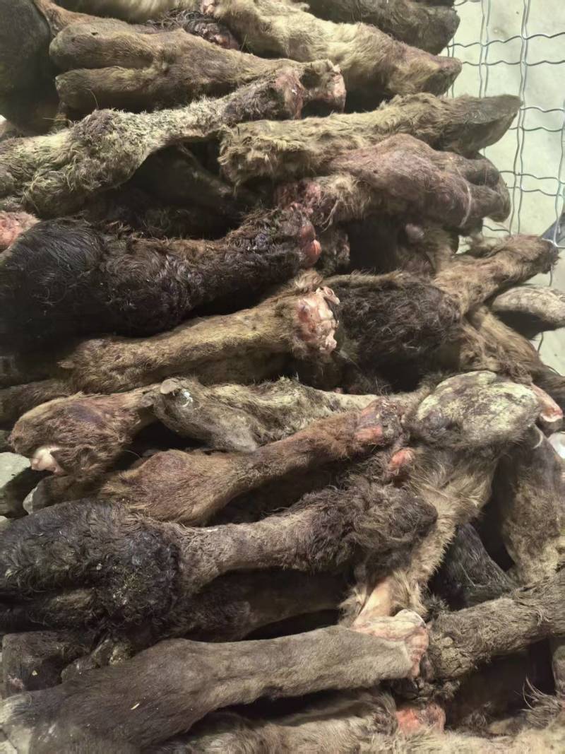骆驼蹄子，有熊掌之称，营养高，不长肉！老少皆宜