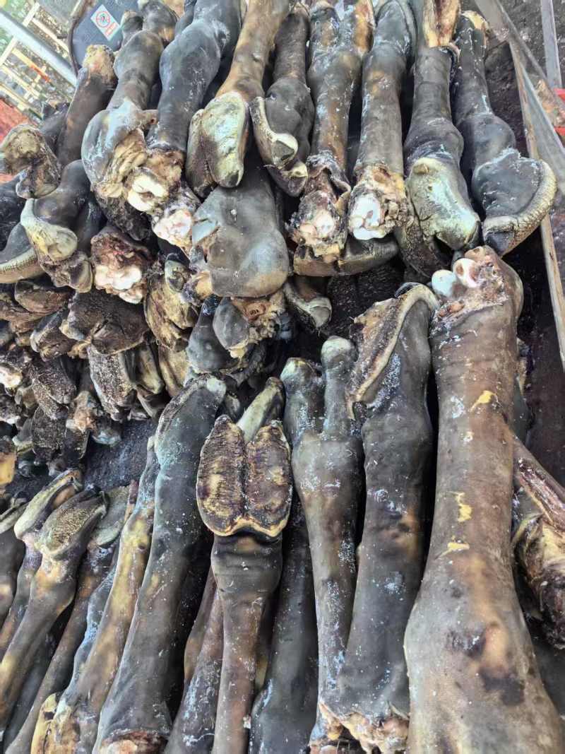 骆驼蹄子，有熊掌之称，营养高，不长肉！老少皆宜