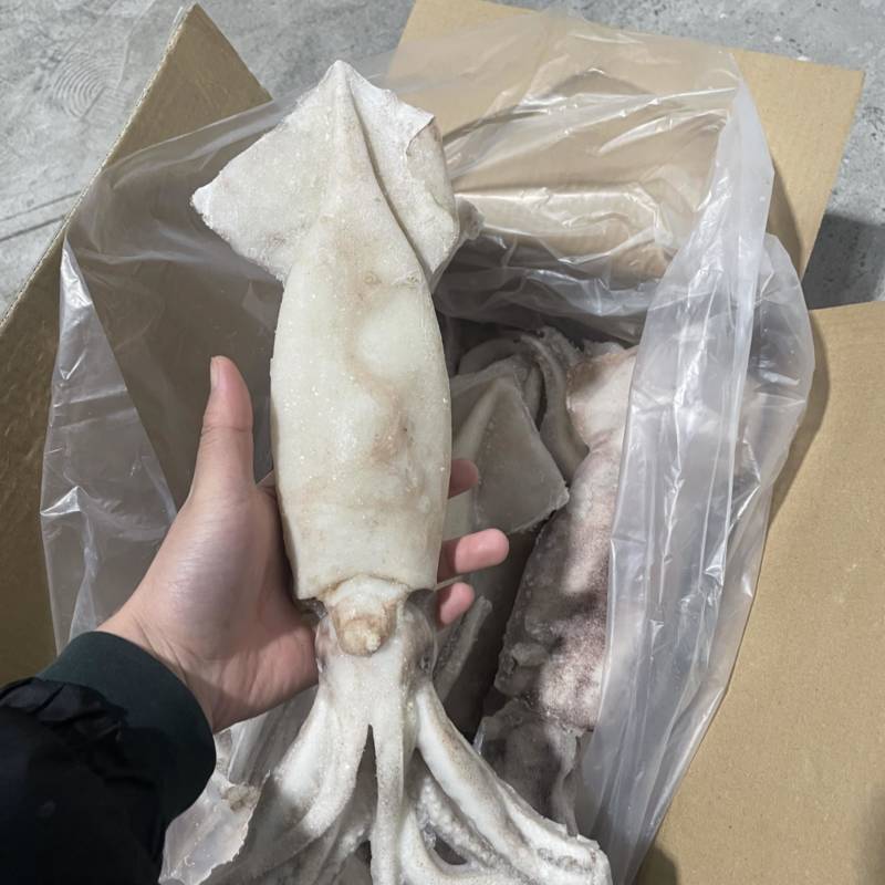 阿根廷鱿鱼单冻