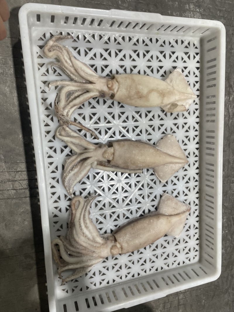 阿根廷鱿鱼单冻