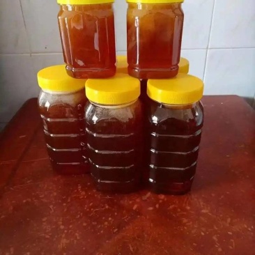 甘肃子午岭土蜂蜜