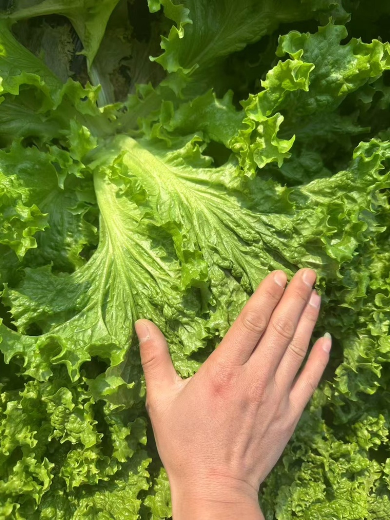 精品散叶生菜货源充足，量大项目从优，价格优惠