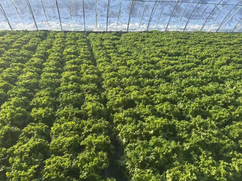精品散叶生菜货源充足，量大项目从优，价格优惠
