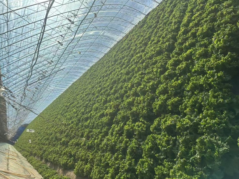 精品散叶生菜货源充足，量大项目从优，价格优惠