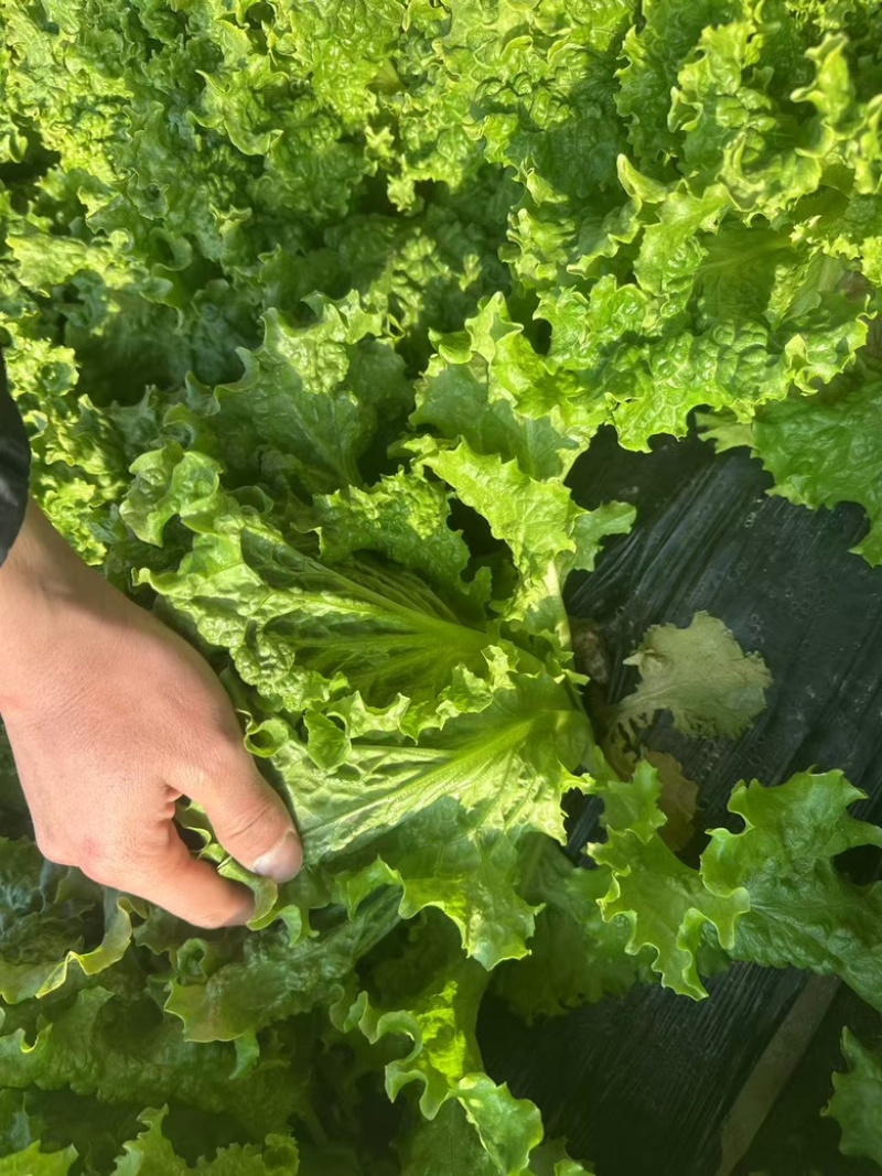 精品散叶生菜货源充足，量大项目从优，价格优惠