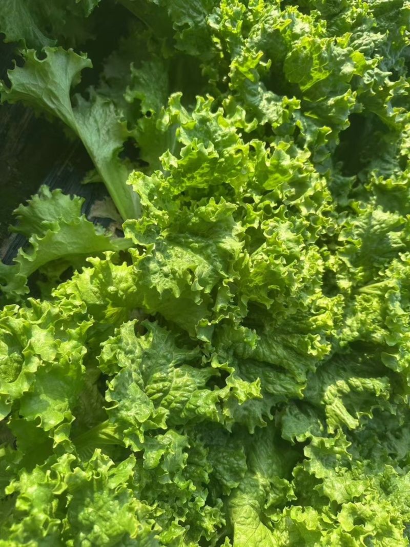 精品散叶生菜货源充足，量大项目从优，价格优惠