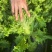精品散叶生菜货源充足，量大项目从优，价格优惠