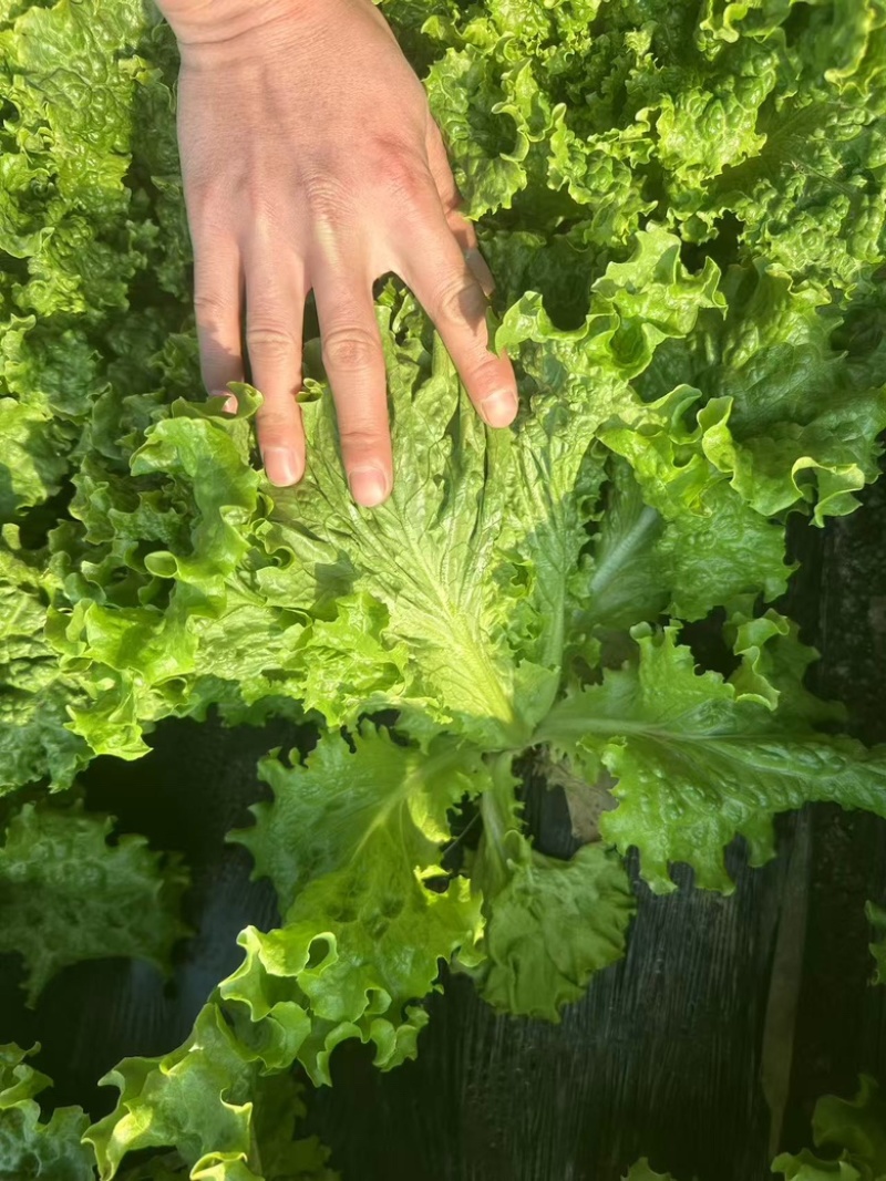 精品散叶生菜货源充足，量大项目从优，价格优惠