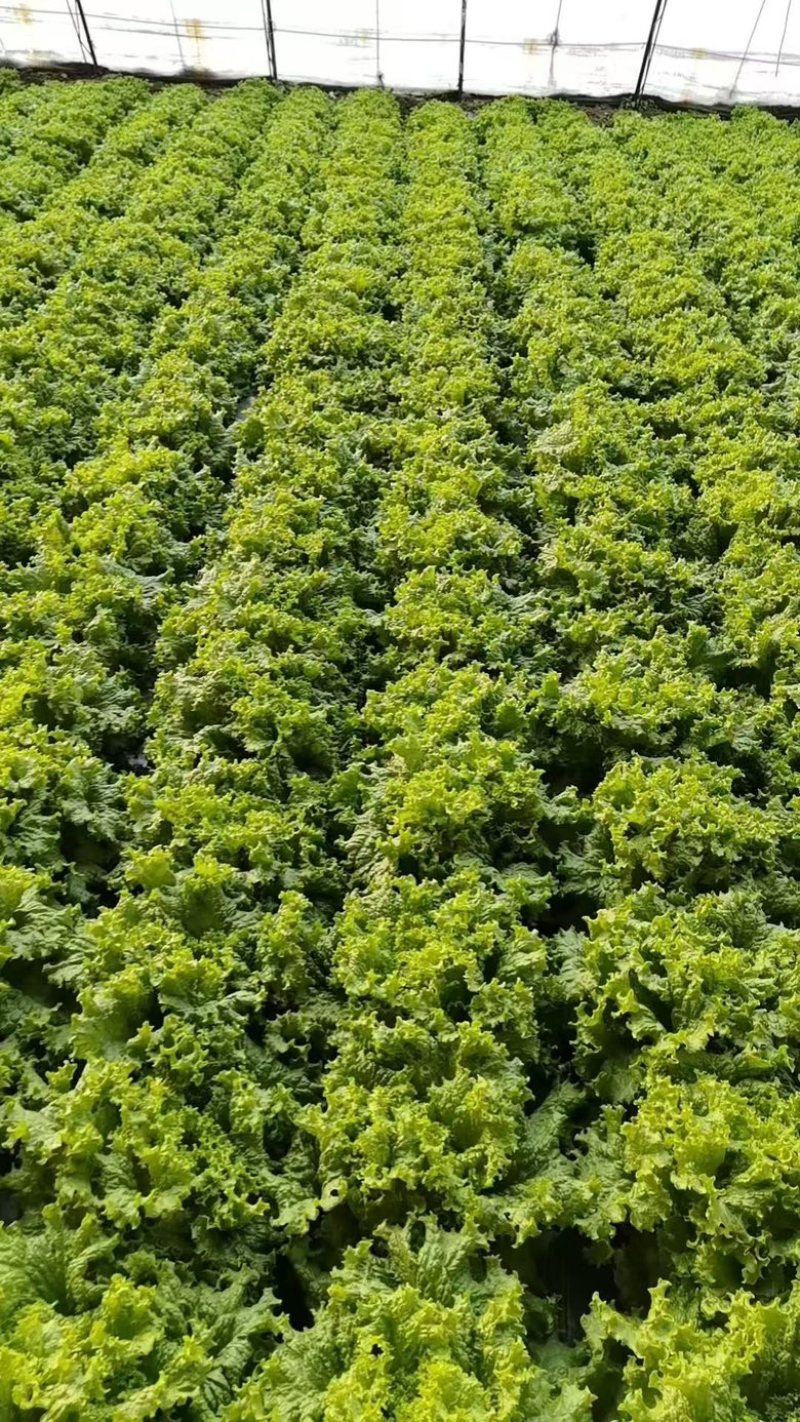 精品散叶生菜货源充足，量大项目从优，价格优惠