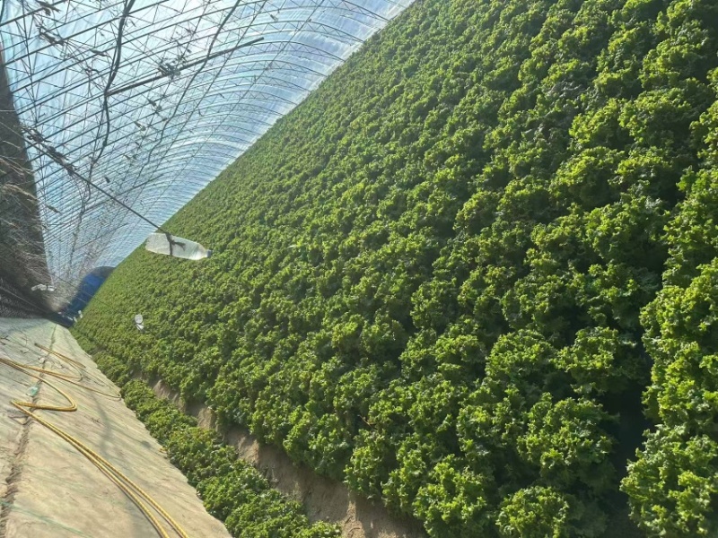 精品散叶生菜货源充足，量大项目从优，价格优惠