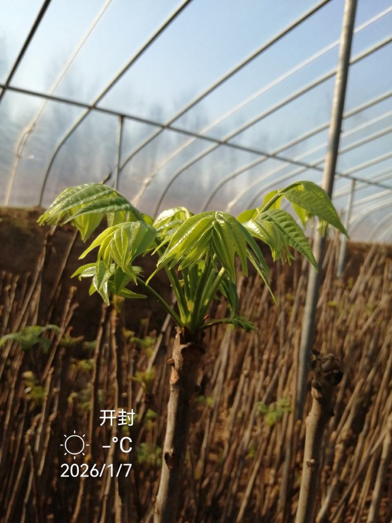 香椿芽