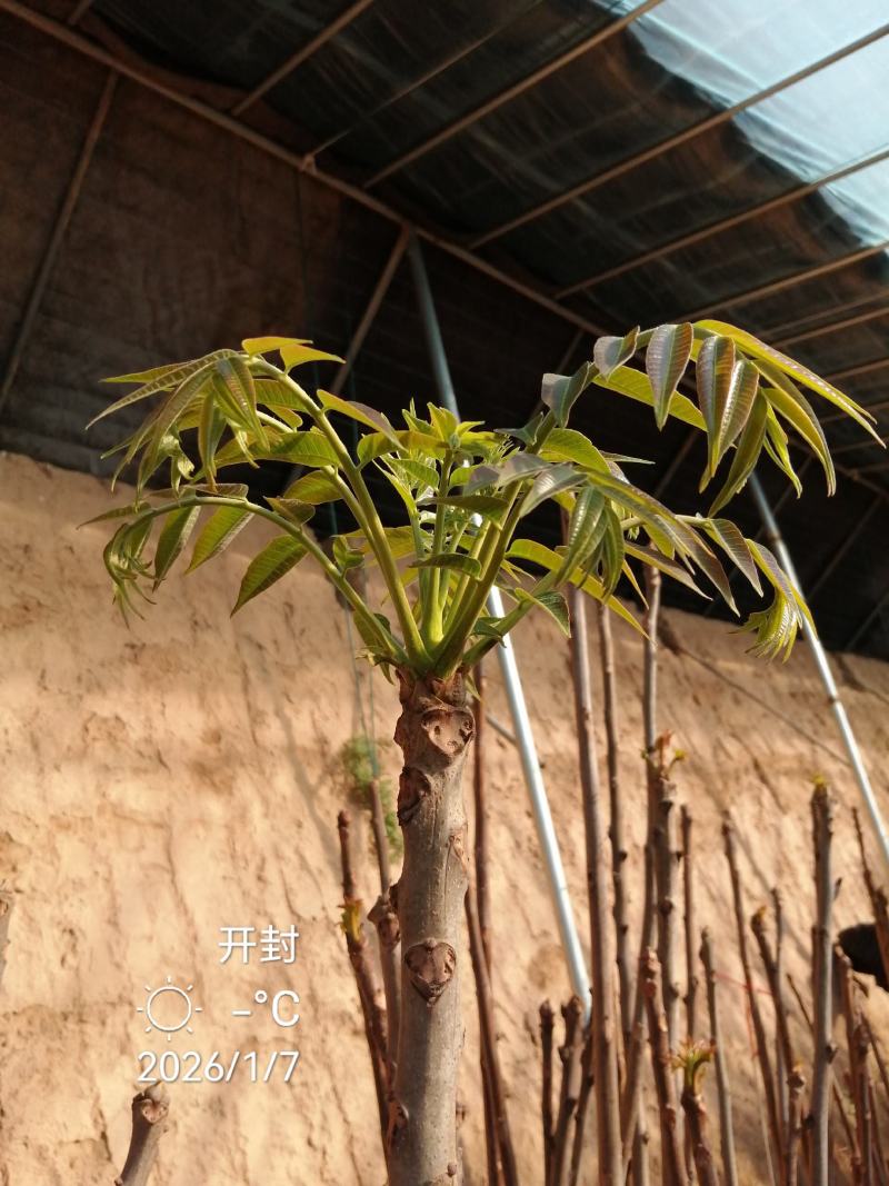 香椿芽