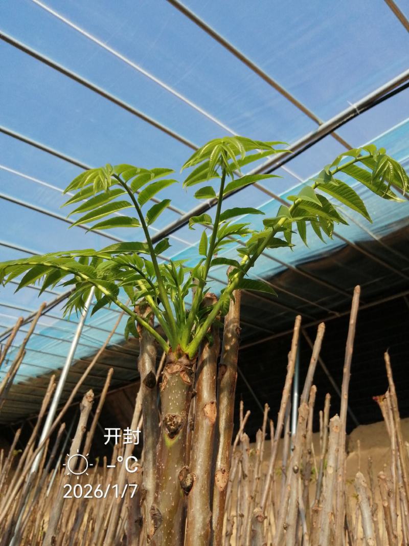 香椿芽