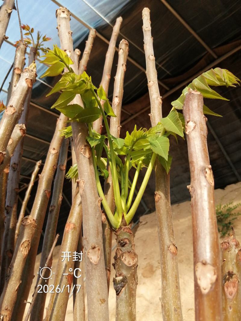 香椿芽