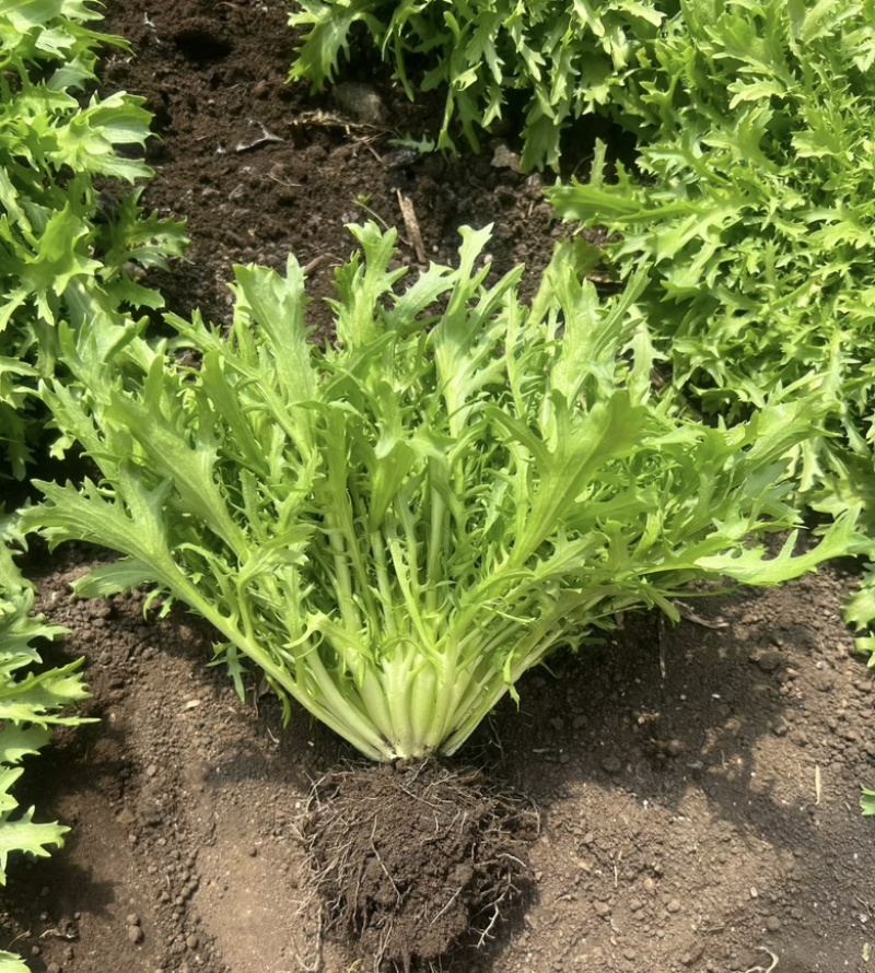 辽宁苦菊大量供应，产地直发，货源充值，欢迎咨询
