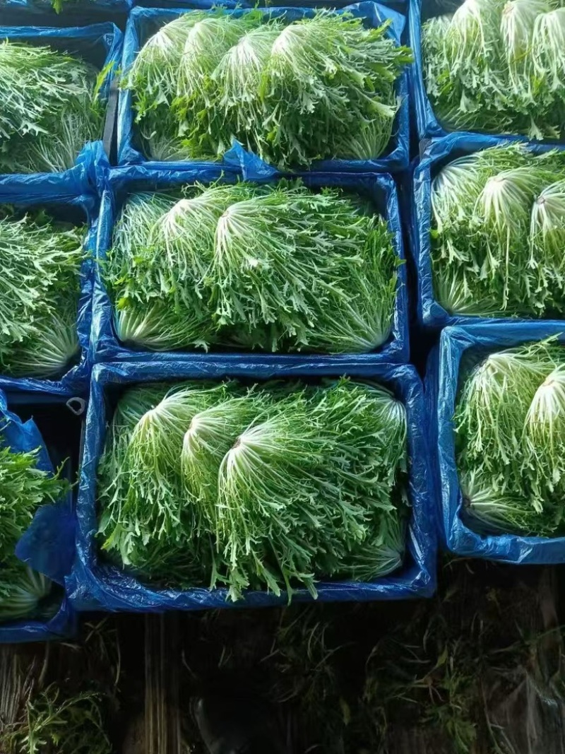 辽宁苦菊大量供应，产地直发，货源充值，欢迎咨询