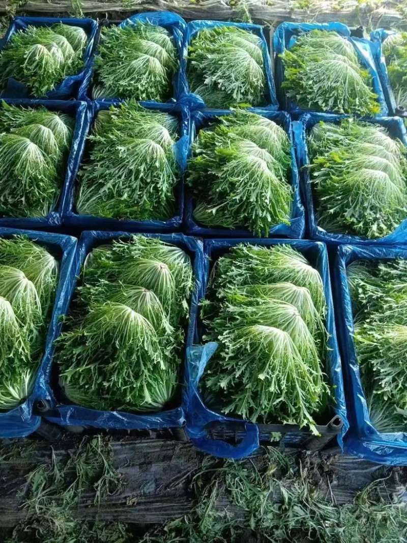 辽宁苦菊大量供应，产地直发，货源充值，欢迎咨询