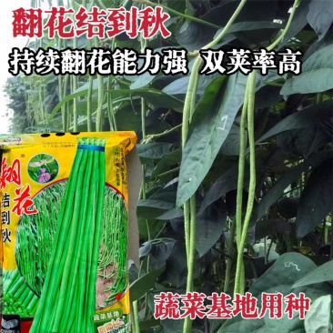 翻花结到秋长豇豆种籽翠绿色肉厚高产春秋播种豆角种籽大田种