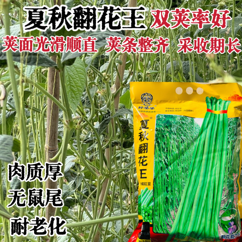 翻花结到秋长豇豆种籽翠绿色肉厚高产春秋播种豆角种籽大田种