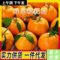 四川春见耙耙柑实力代发批发供直播团购电商