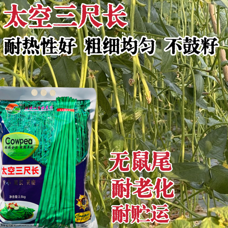 翻花结到秋长豇豆种籽翠绿色肉厚高产春秋播种豆角种籽大田种