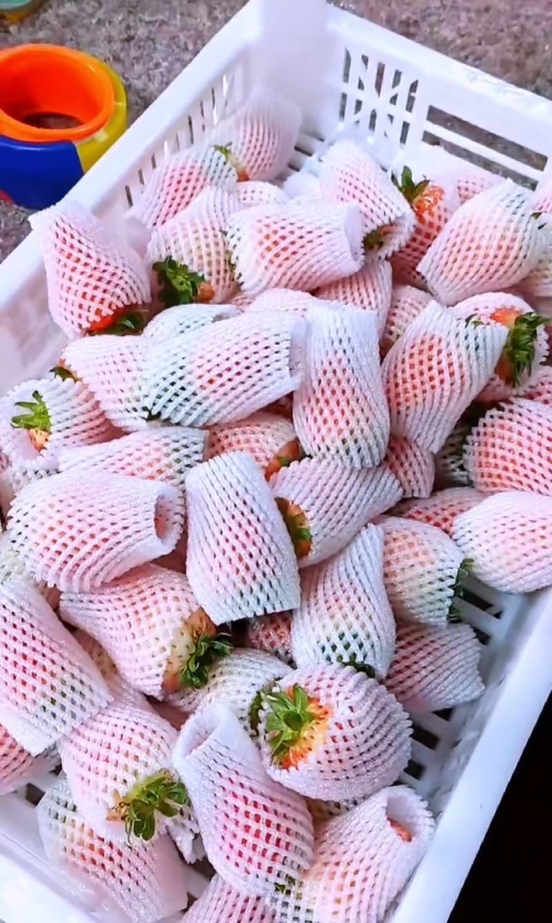 江苏宁玉草莓新鲜上市价格美丽对接全国量大从优欢迎询价热卖