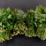 大棚反季节种植香椿芽儿基地大量直供