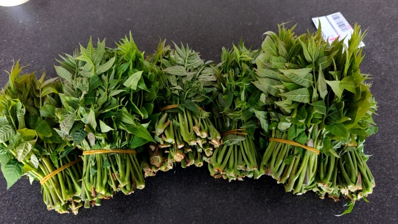 大棚反季节种植香椿芽儿基地大量直供