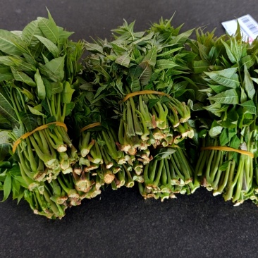 大棚反季节种植香椿芽儿基地大量直供