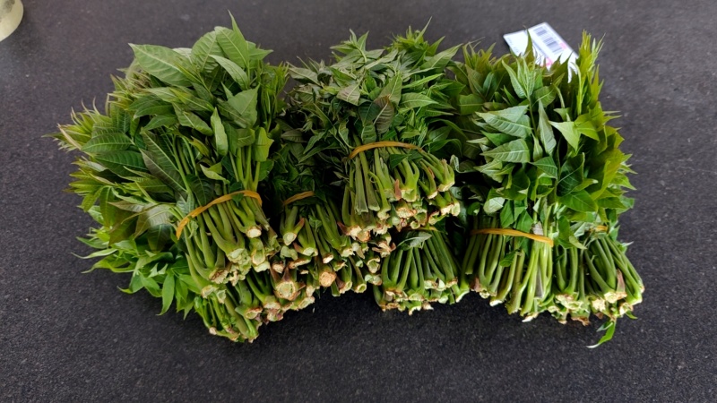 大棚反季节种植香椿芽儿基地大量直供