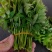 大棚反季节种植香椿芽儿基地大量直供