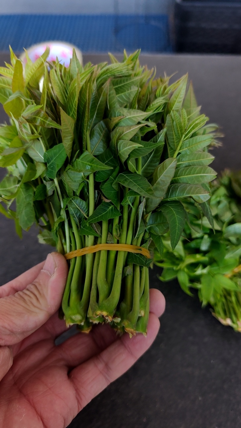 大棚反季节种植香椿芽儿基地大量直供