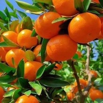 沃柑大量上市口感超甜化渣颜色全红价格特优对接电商团购