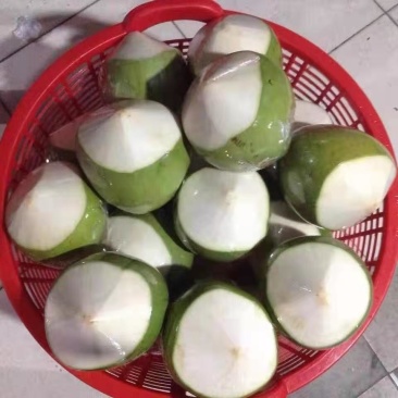 海南椰子，老椰子