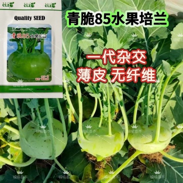 水果培兰种子高产抗病扁圆形青皮无纤维清甜大果培兰种籽