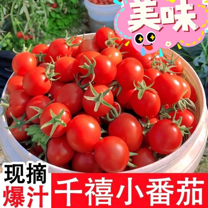 【热卖】广东电白千禧圣女果小番茄一手货源价格实惠