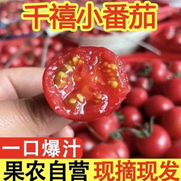 1大量供应广东茂名电白千禧圣女果一手货源新鲜採摘
