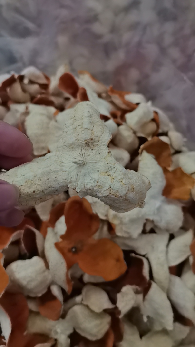 2025年冬后茶枝柑陈皮